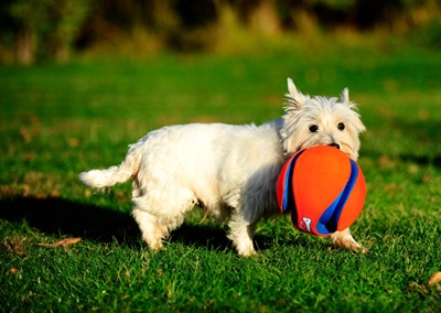 Chuckit Kick Fetch Small 12.5 cm