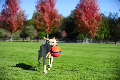 Chuckit Kick Fetch Small 12.5 cm
