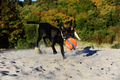 Chuckit Kick Fetch Small 12.5 cm