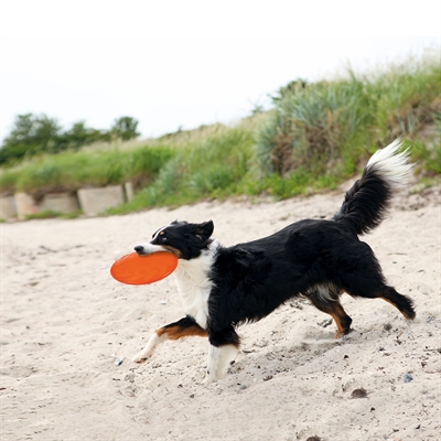 Rubber Frisbee Dog 0 Soar Assorti 18 cm