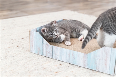 Trixie Krabmand Karton Catnip Turquoise 45x33x12 cm