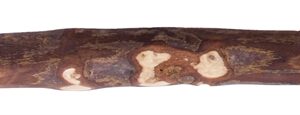 Olijfhout Small