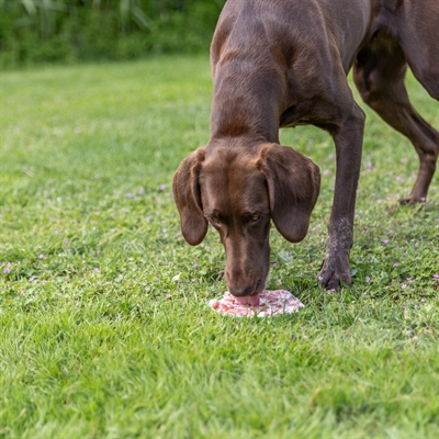 Trixie Lick'n'snack Mat Met Zuignappen Siliconen Salie 17 cm