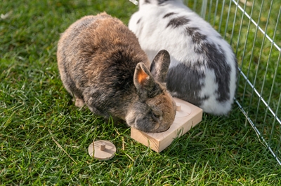 Trixie Snack Box Voor Ratten En Konijnen Hout 14x3x7 cm