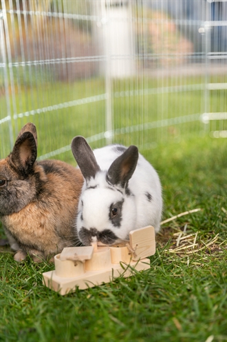 Trixie Snack Cups Voor Ratten En Konijnen Hout 15x45x6 cm