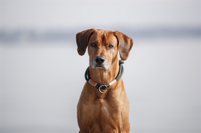Trixie BE Nordic Halsband Hond Half-Slip Zwart / Zand 30x0.6 cm