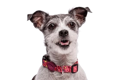 Morso Halsband Hond Gerecycled Pink Think Roze 30-42x1.5 cm