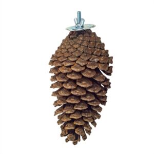 Back Zoo Nature Foraging Pine Cone 15-20 cm