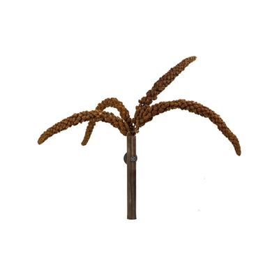 Back Zoo Nature Franse Trosgierst Rood 150 gr