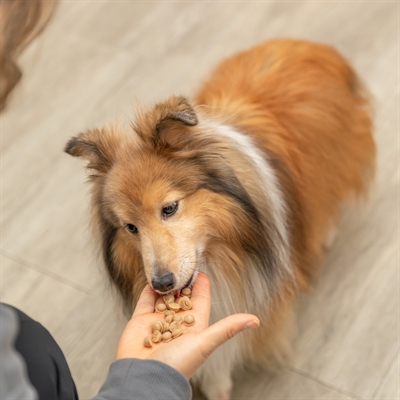 Trixie Bakmat Voor Dierensnacks Bpa Vrij Paars 38x28 cm