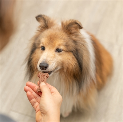 Trixie Bakmat Voor Dierensnacks Botvorm Bpa Vrij Grijs 24x29 cm
