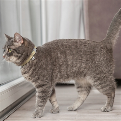 Trixie Kattenhalsband Katoenlook Assorti 20-30x1 cm