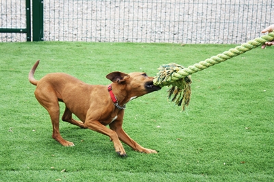 Happy Pet King Size Tug Flostouw L 101x18 cm