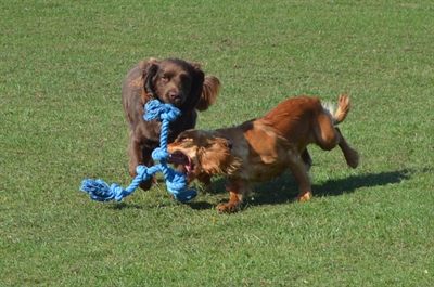 Happy Pet Flossin Fun 3 Knoop Large 52x14 cm