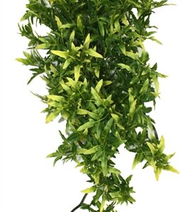 Komodo Croton Plant 40 cm