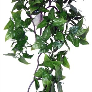 Komodo Philodendron Plant 30 cm